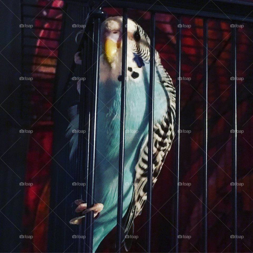 Coco the parakeet!!