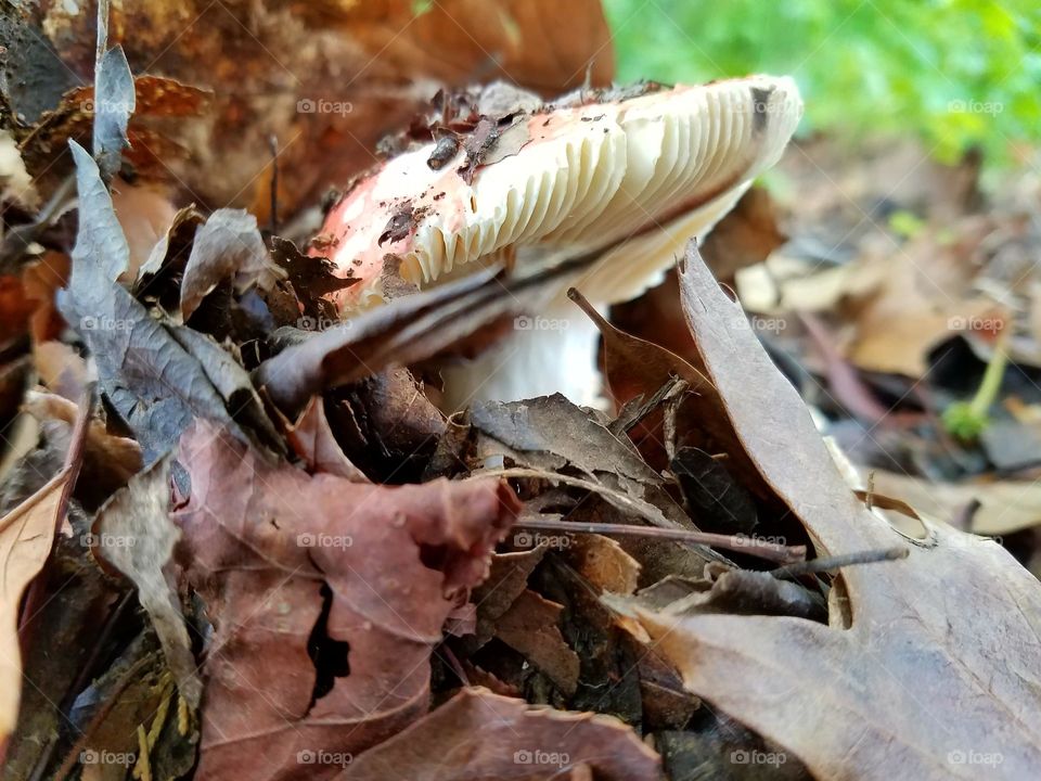 mushroom pushing up against a bed of leaves