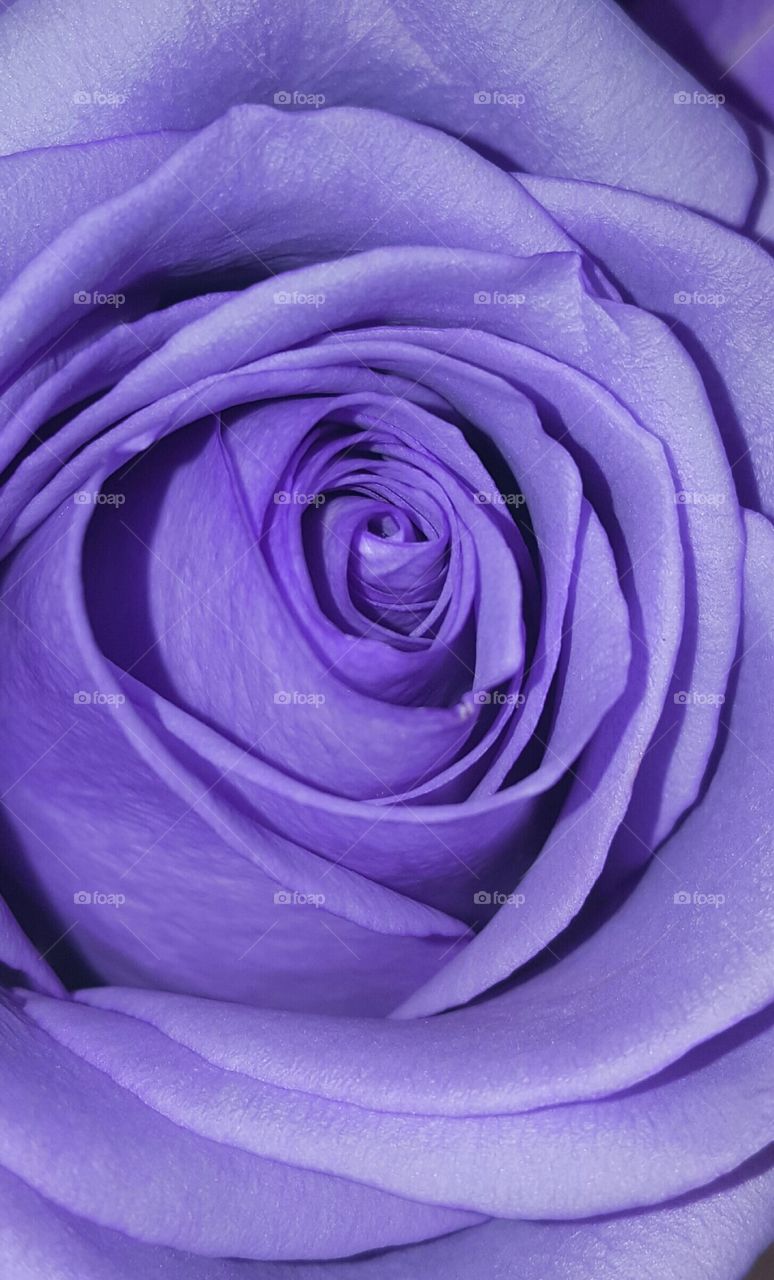 Purple perfection