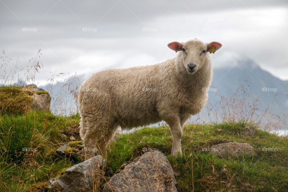 Sheep standing on grass near mountain