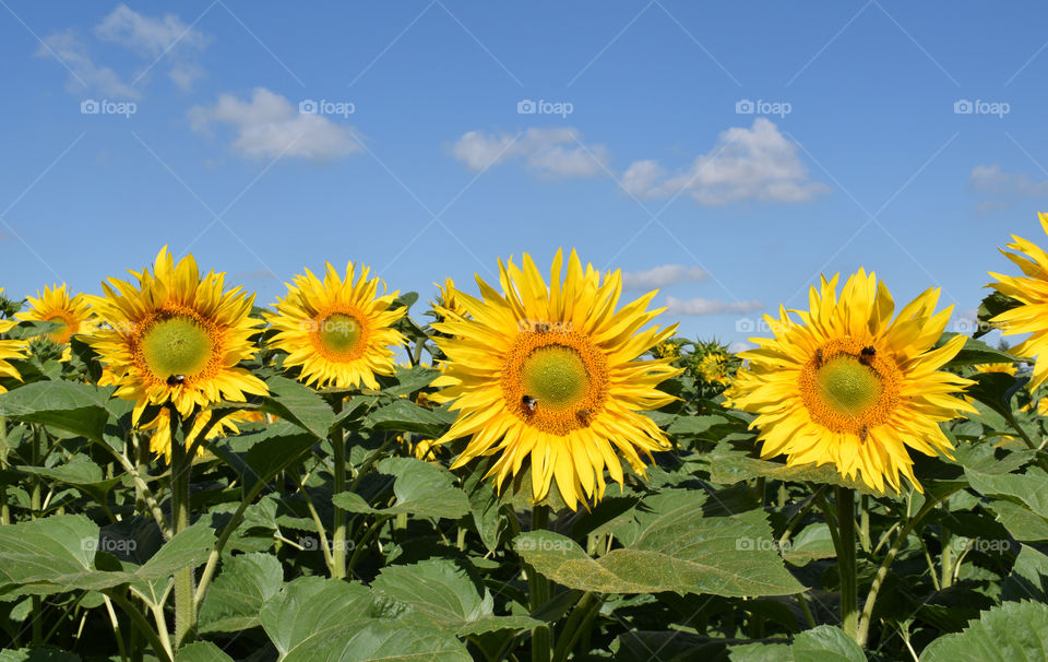 sunflower field in the summer, sunflower with bee in blue sky background