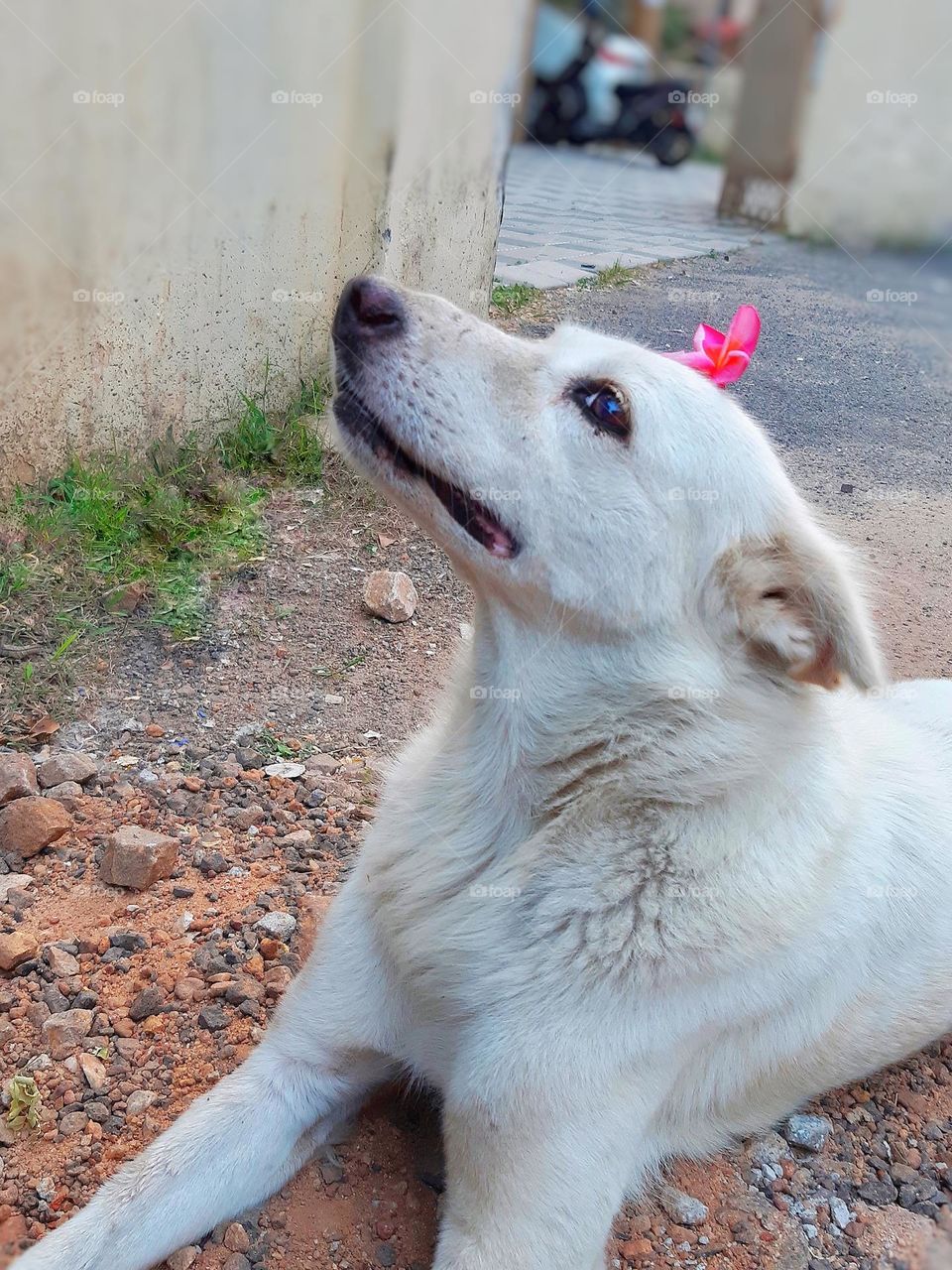 Posing like a pro ain't she 🌺