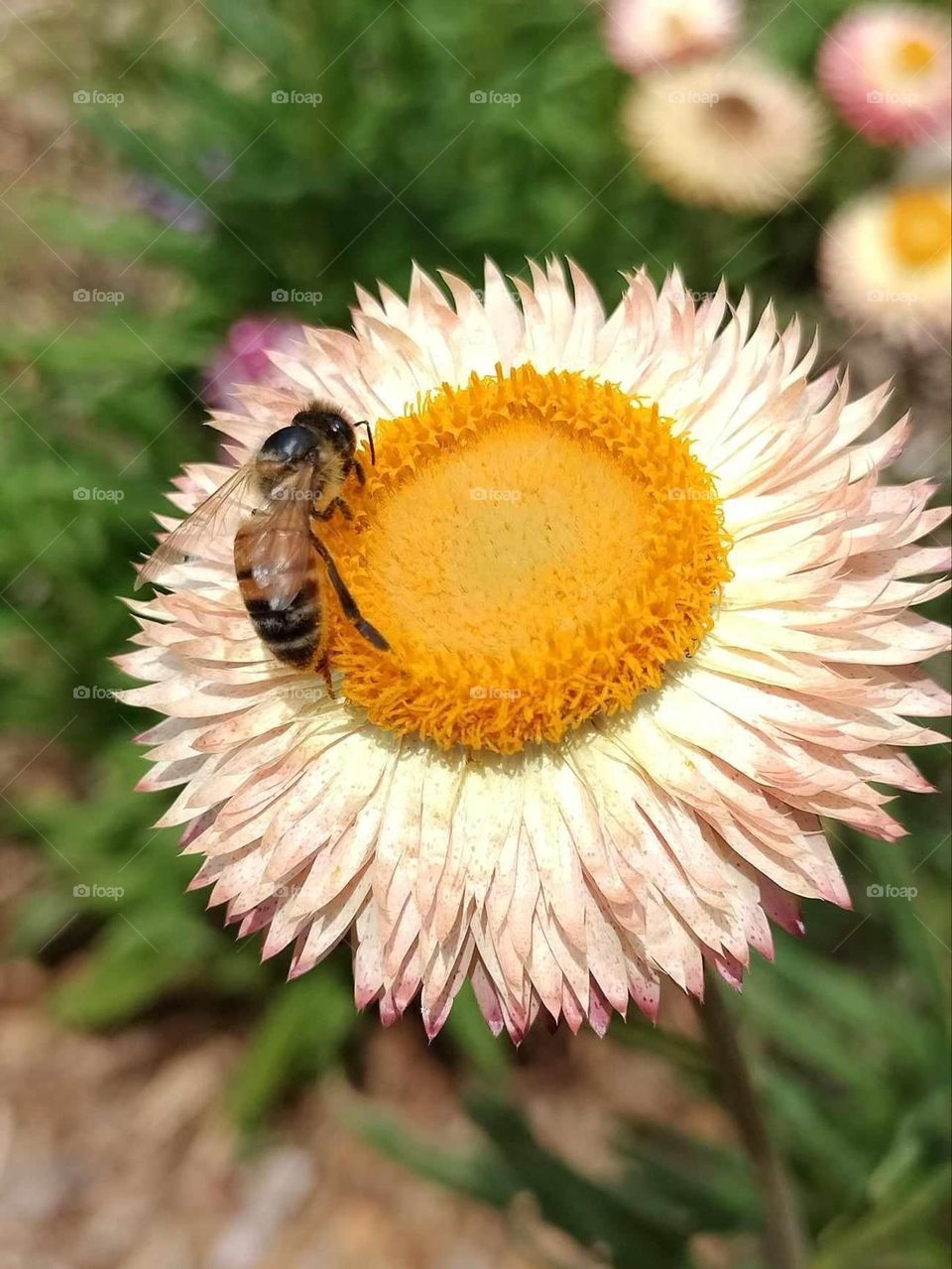 Bee on a flower 