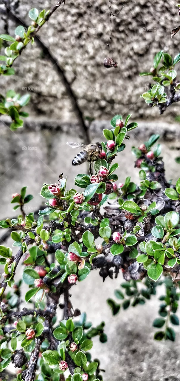 Insects