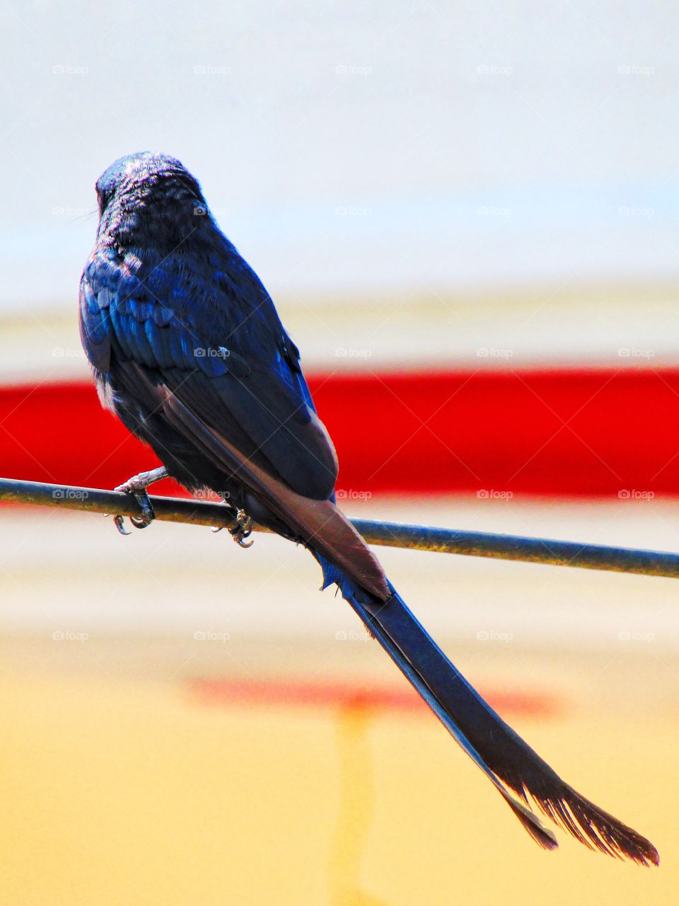 The black drongo (Dicrurus macrocercus) is a small Asian passerine bird of the drongo family Dicruridae.