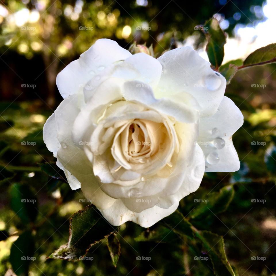 FOAP MISSIONS - 🌹 🇺🇸 Very beautiful flowers to brighten our day.  Live nature and its beauty. Did you like the delicate petals? / 🇧🇷 Flores muito bonitas para alegrar nosso dia. Viva a natureza e sua beleza. Gostaram das pétalas delicadas? 