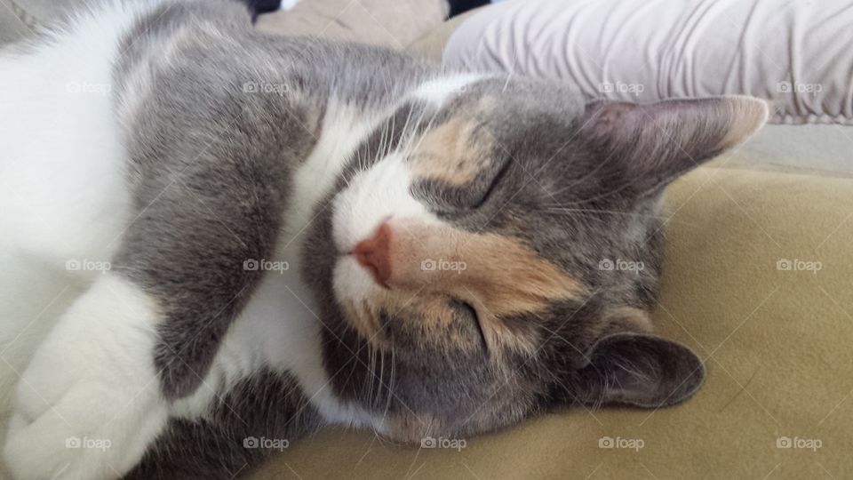 Cat Nap with Hepburn