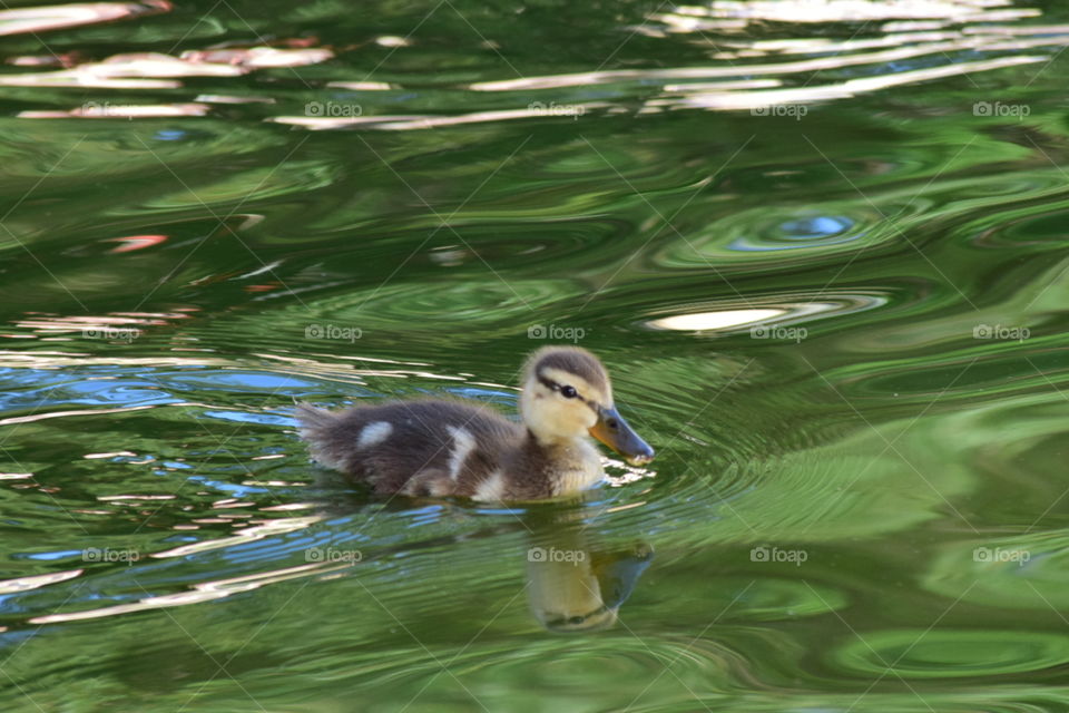 Baby duck. was relaxing when this little guy swim by
