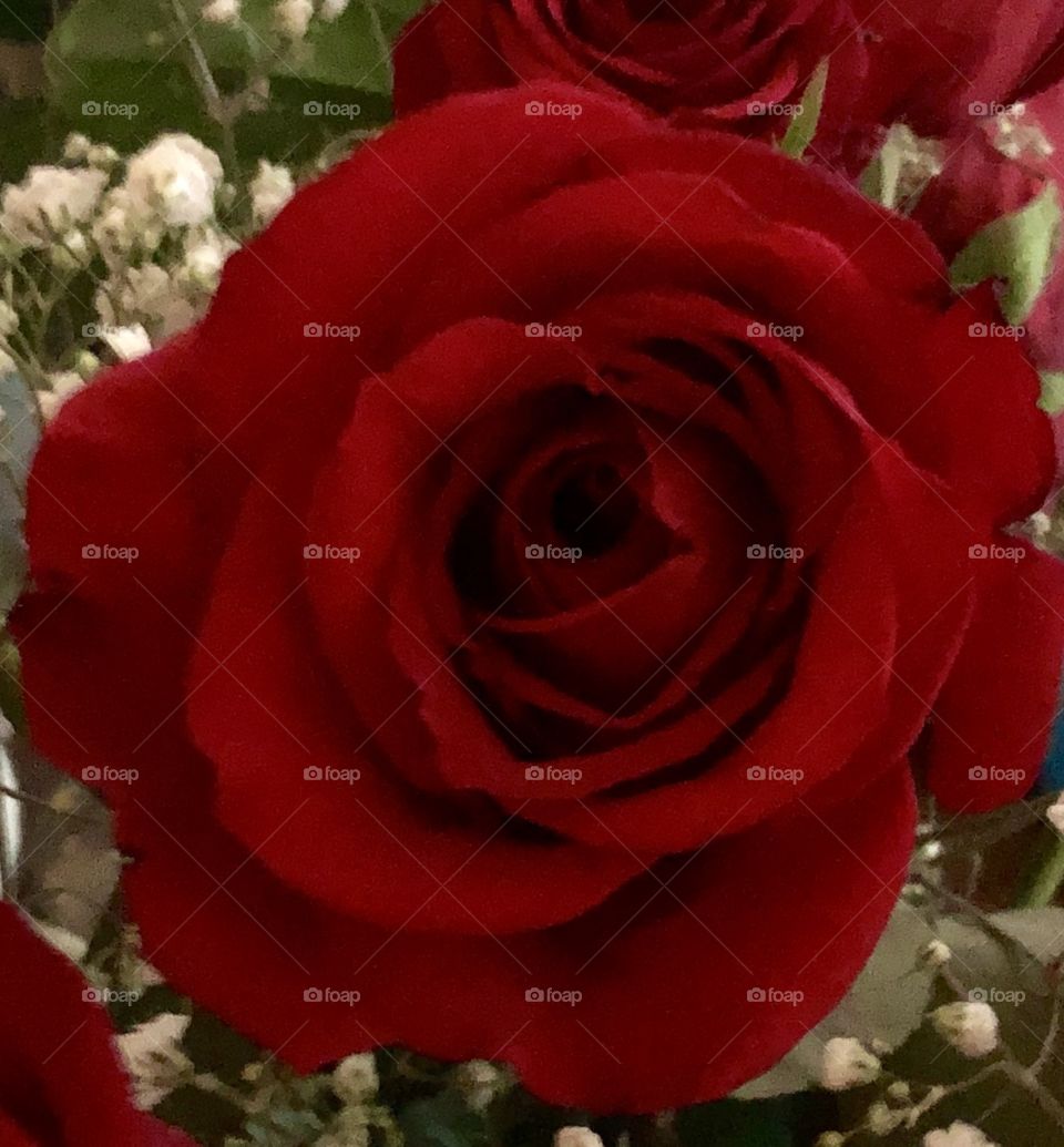 Red rose