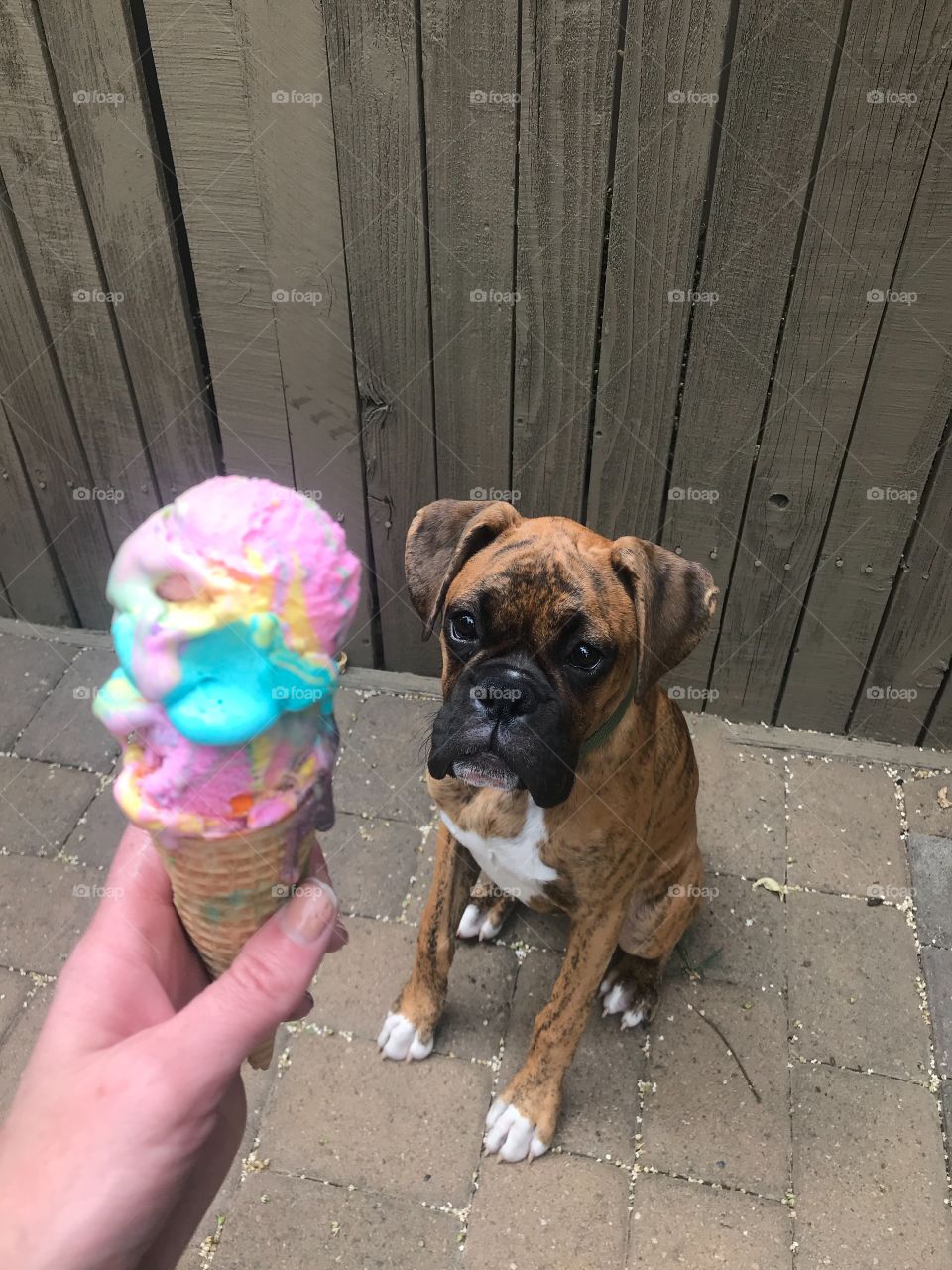 Puppy dog and ice cream  one 