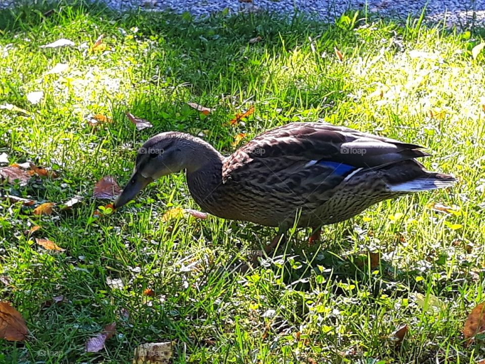 Wild duck on the green grass
