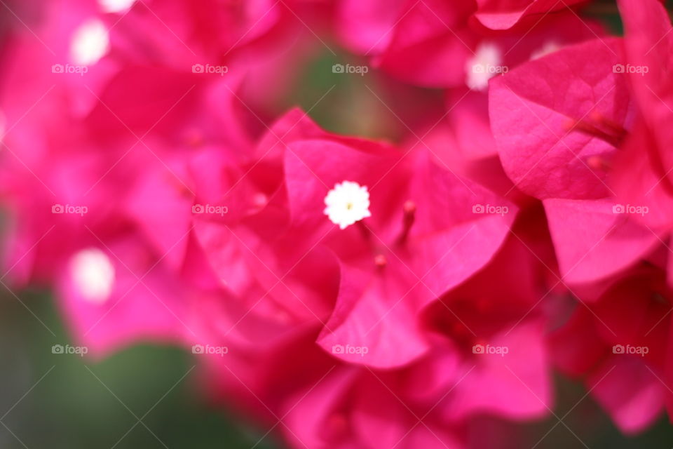 Close up of bright pink and white desert flowers.