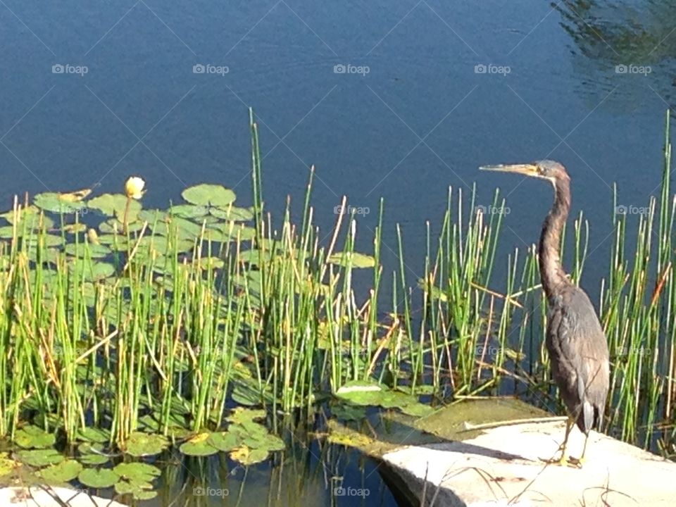 Bird and pond