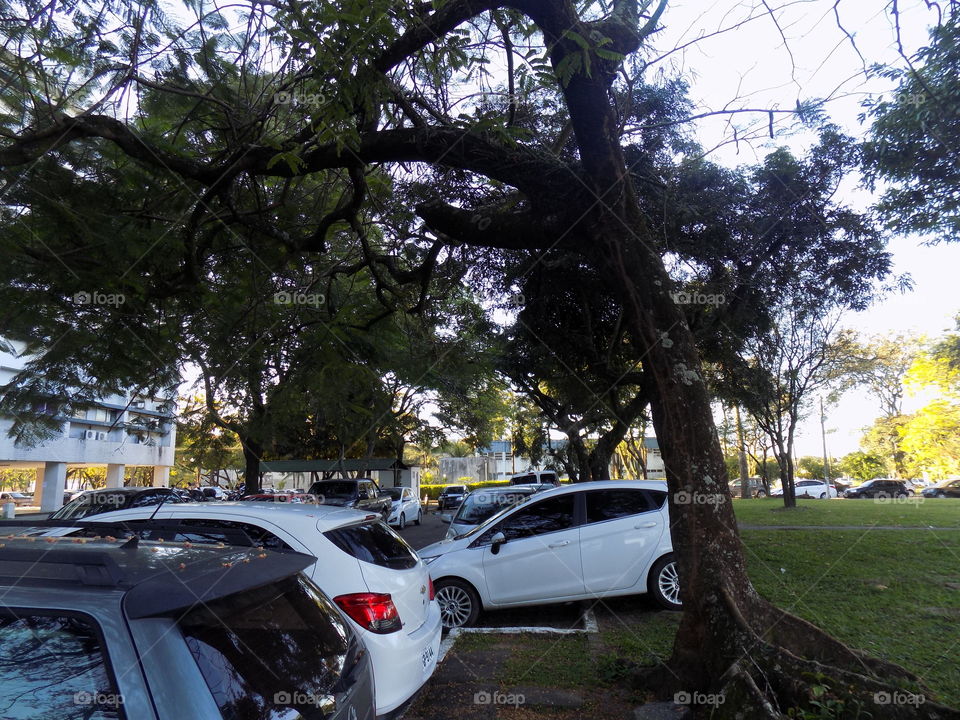 tree and cars