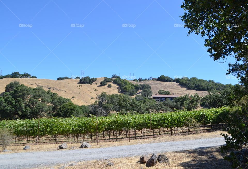 I came for the L๐VE of art and wine, and I will return for the love of great views, friendly wine lovers, and because it is the Amazing Wine Country you've heard about! ๐ฟ๐๐ท