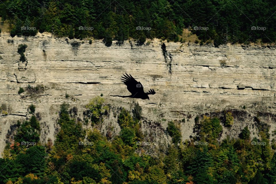 Soaring in letchworth 