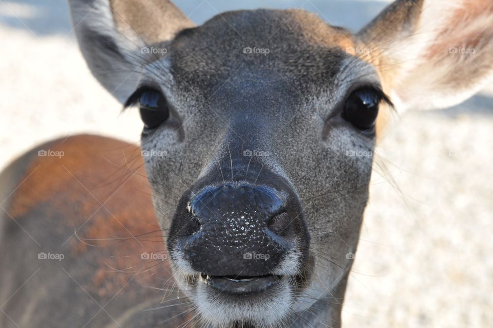 Deer Nose Knows