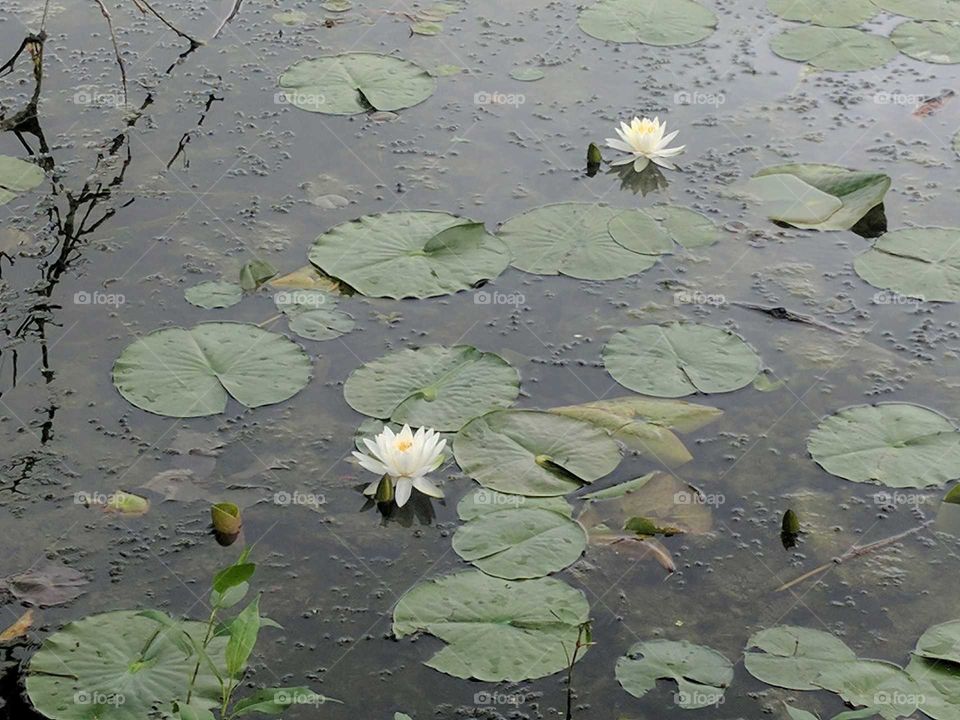 lotus