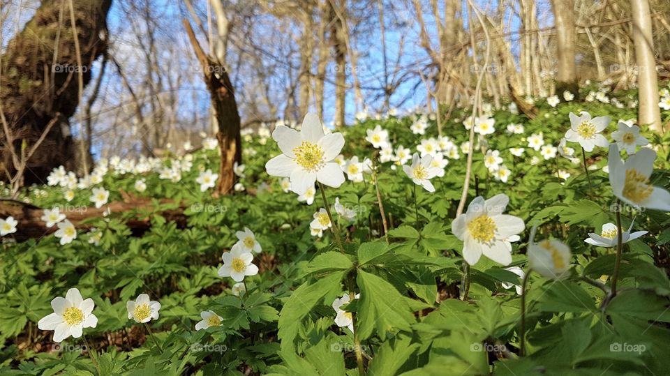 Spring flowers growing in the forest - vårblommor vitsippor växer i skogen på våren 