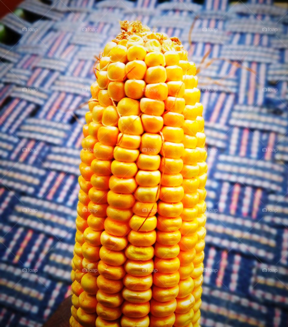 corn cob