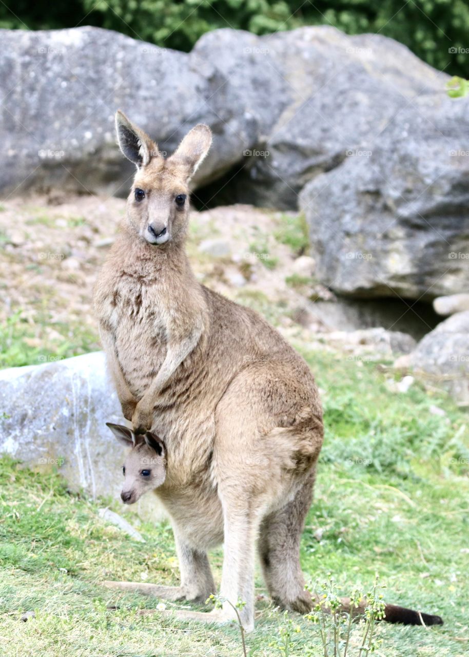 kangor with a young kangaroo