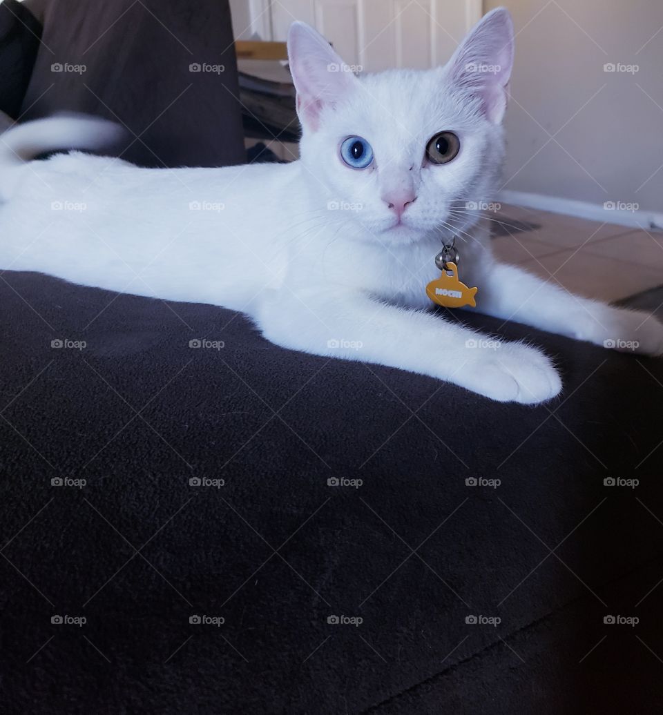 Mochi is getting big