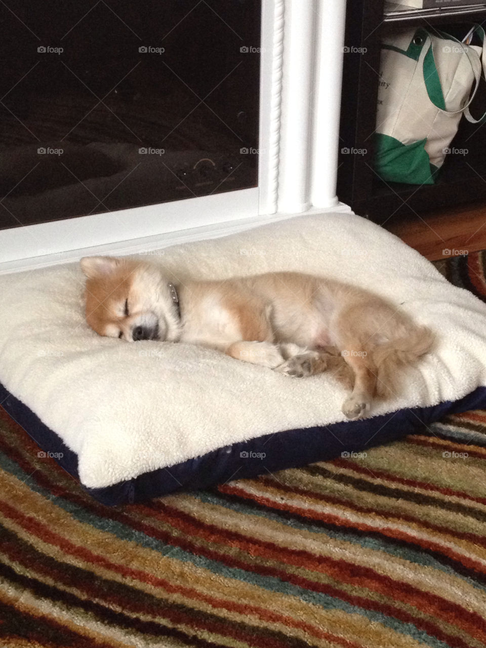 Mister, a 10 year old pomeranian, is worn out after doggy daycare!