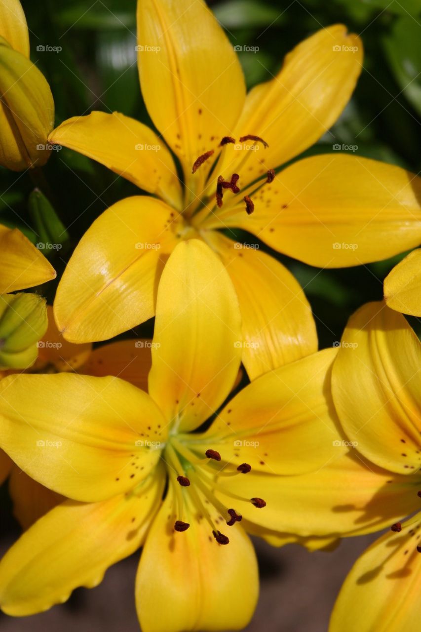 Yellow lilies 