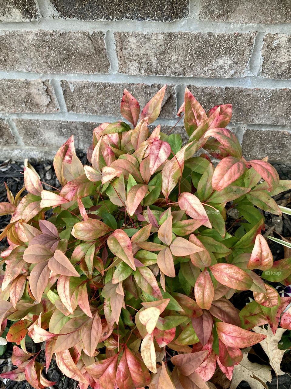 Nandina plant along brick background of house