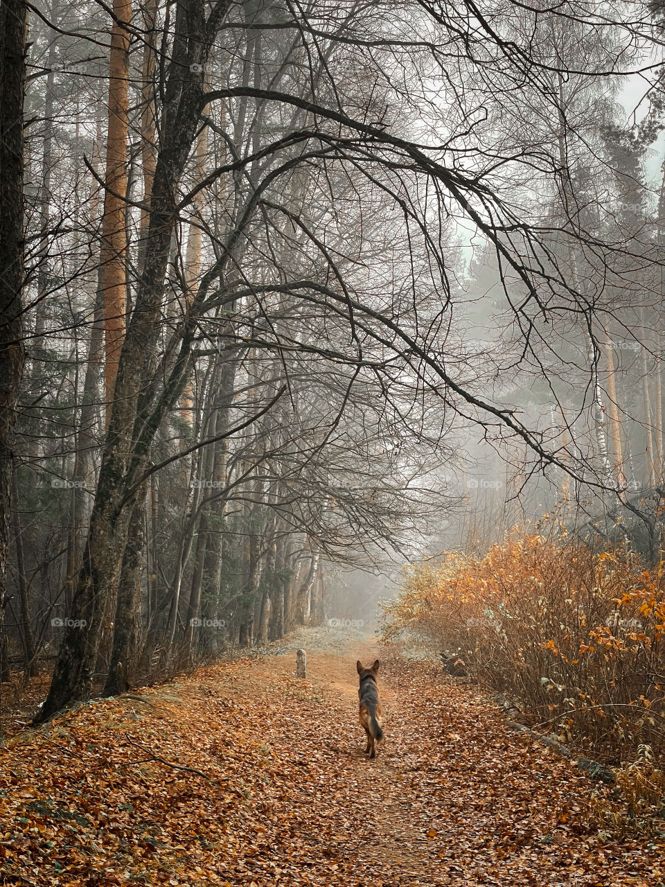 Walking with German shepherd dog in autumn forest 