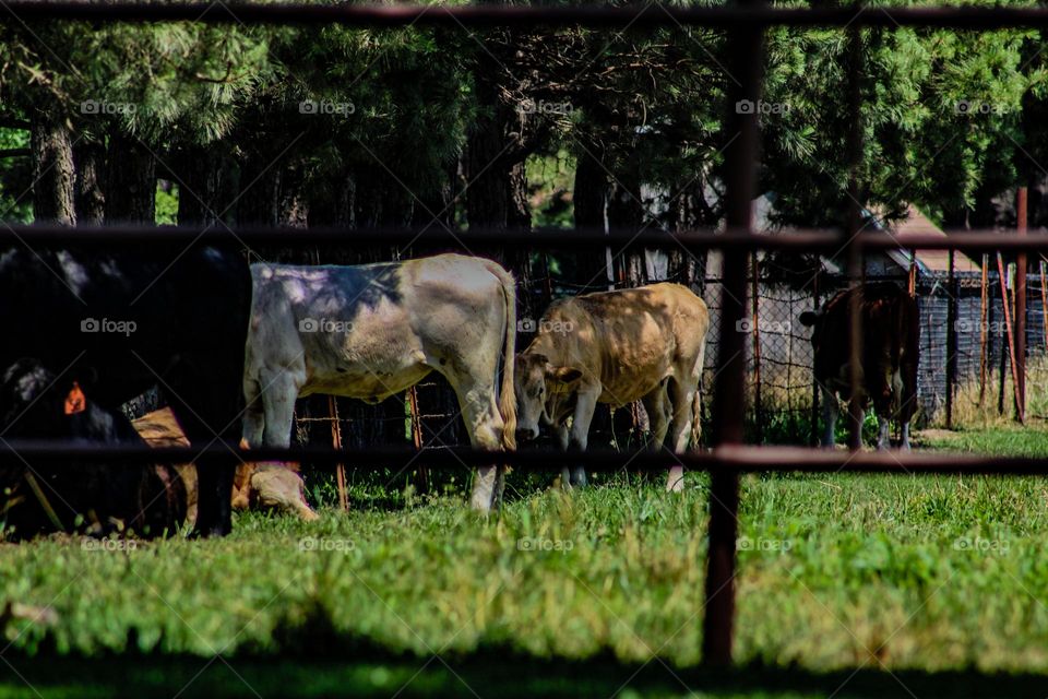shy cow peaking out from behind its friend