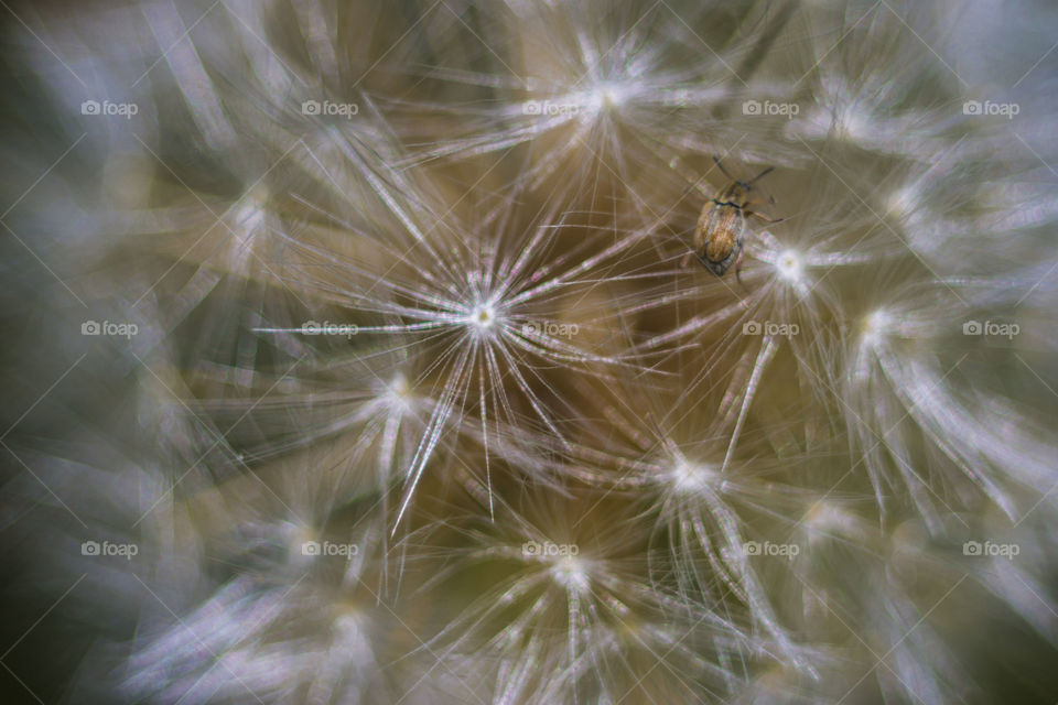 Dandelion seeds and a small beetle macro