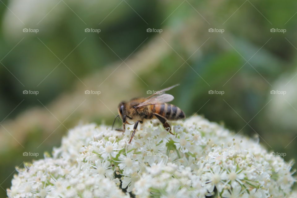 Bee