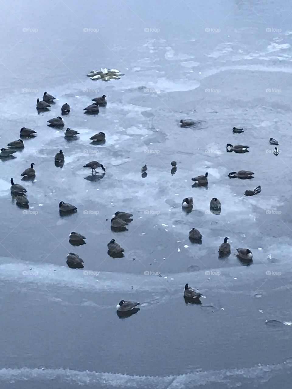 Frozen pond of ducks