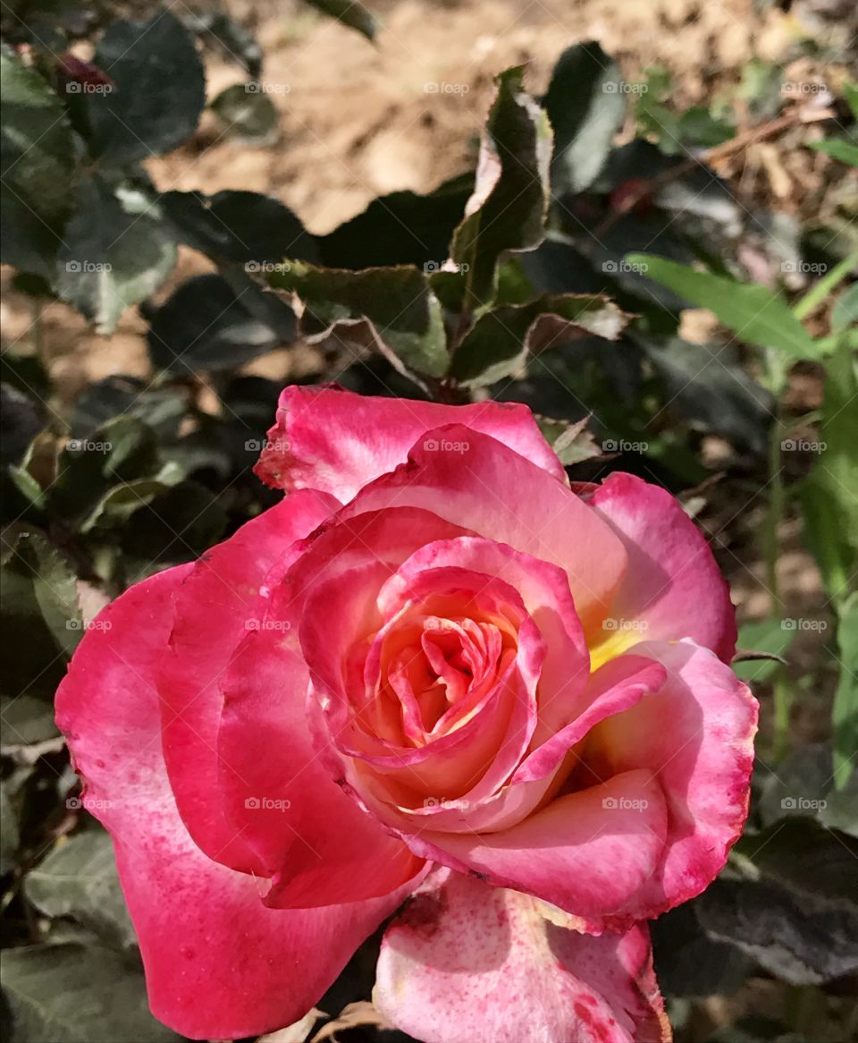 Close-Up Pink & Yellow Rose