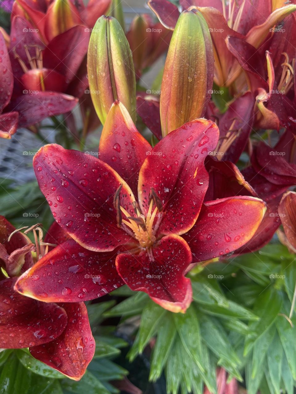 A lily with so many  different shades of red, orange; and even yellows! Love it! 