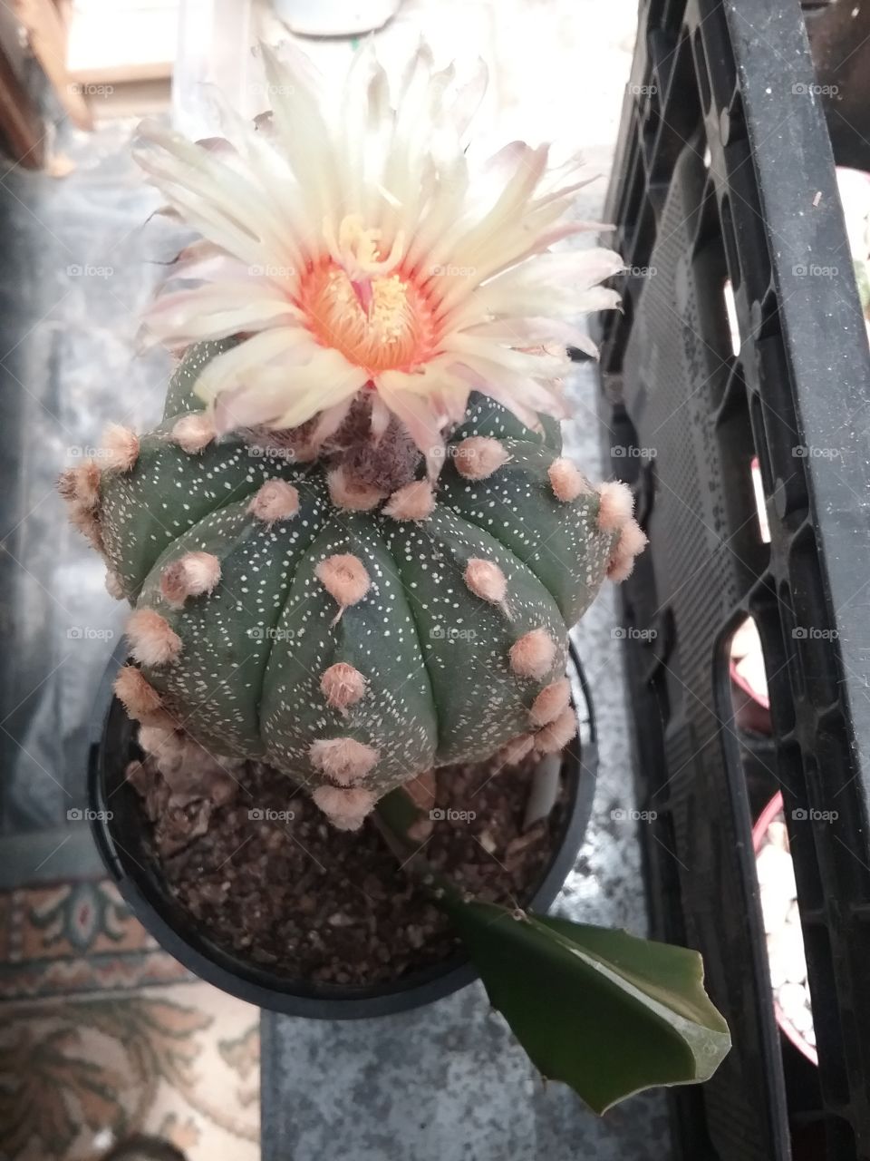 astrophytum oobio in flower