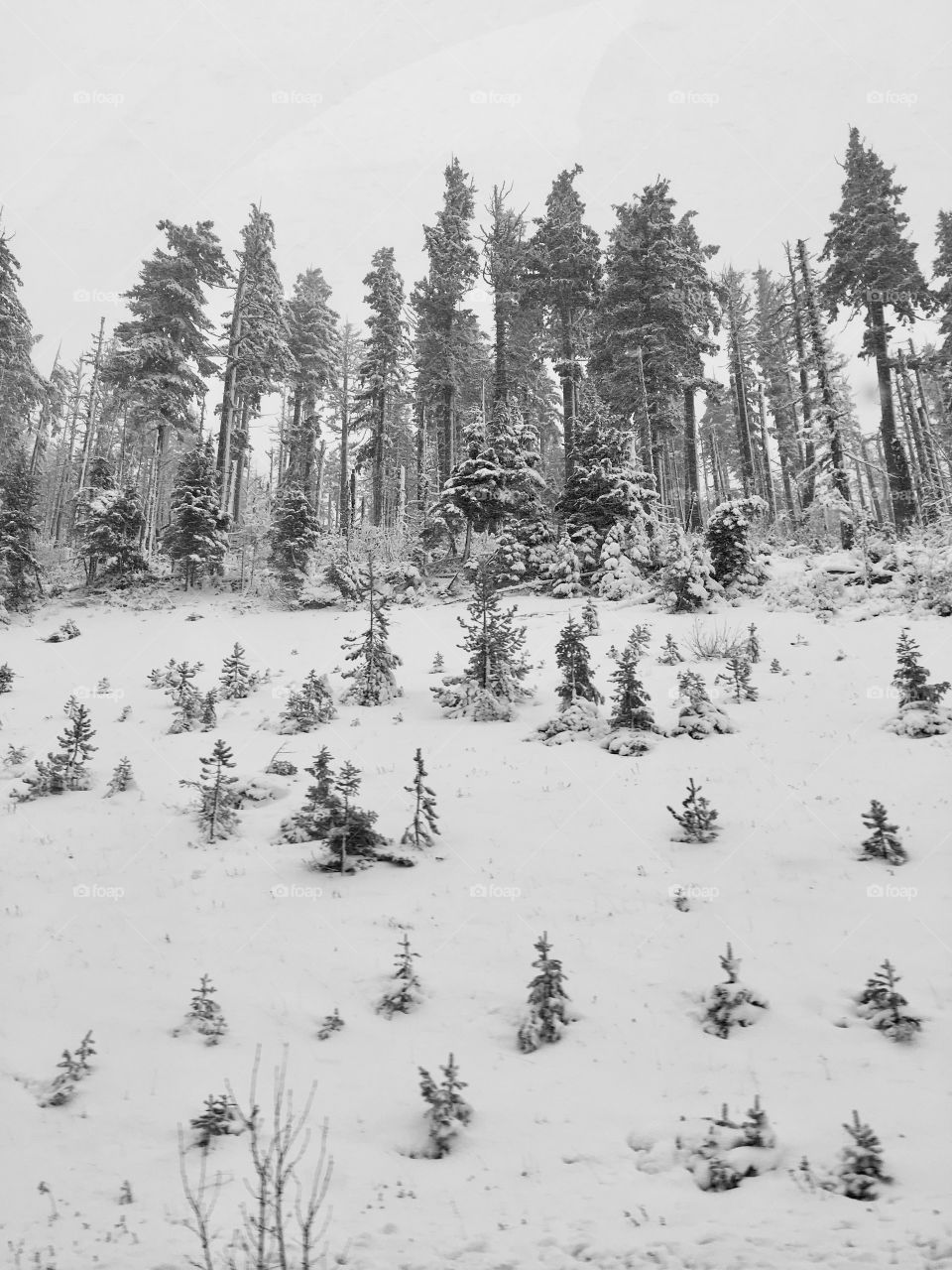 Over the pass to Bend Oregon. Snow on tall and short Christmas trees. 