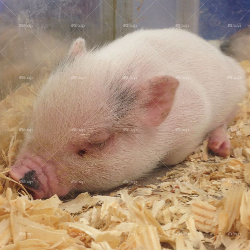 Sleeping Piglet