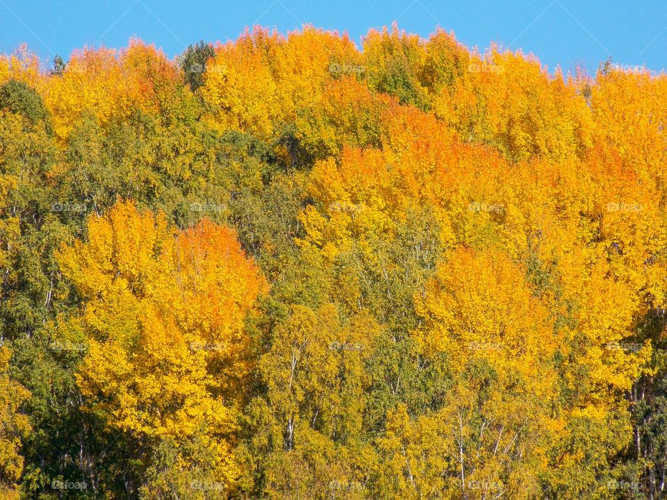 Autumn colors on the Baikalian forest. The eastern slope of the southern part of the Seaside ridge. The picture taken from the Circum-Baikal railway.