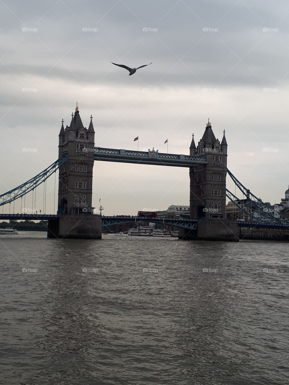 Seagul OverThe River