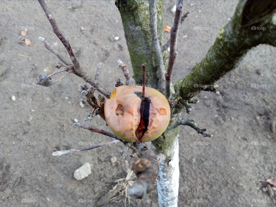 apple decomposing