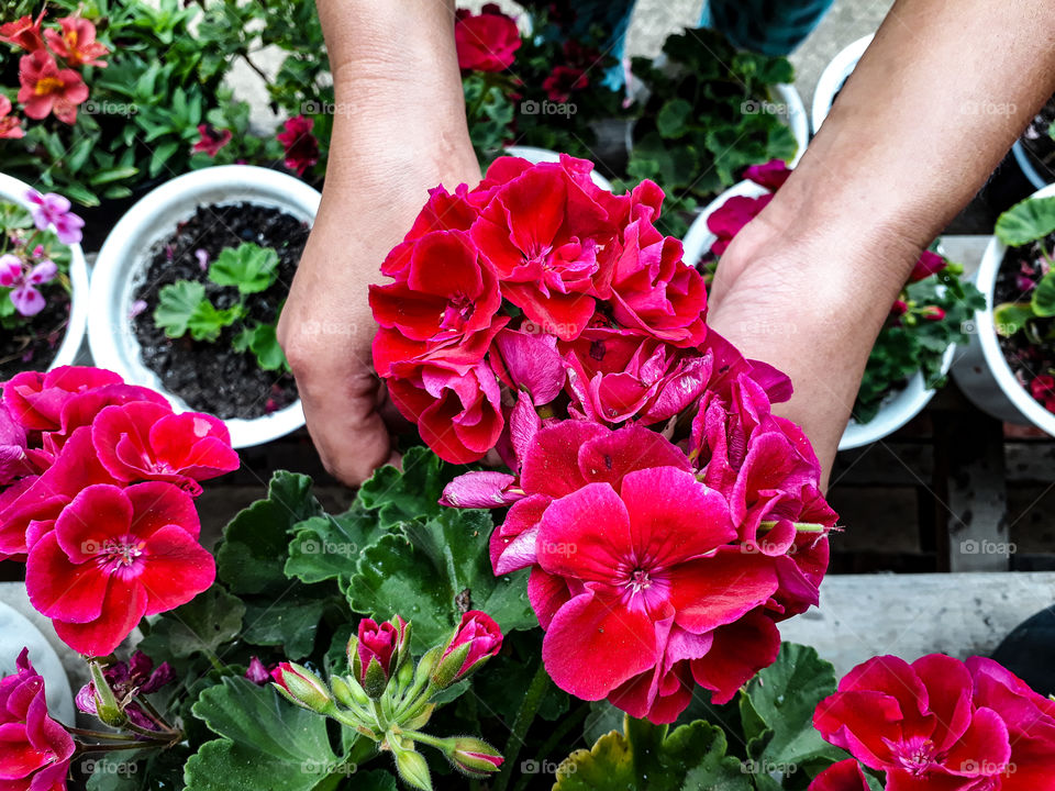 Maybe this is not the best of times we all are going through but we can make the best of the things that we love about. Taking care of flowering plants.