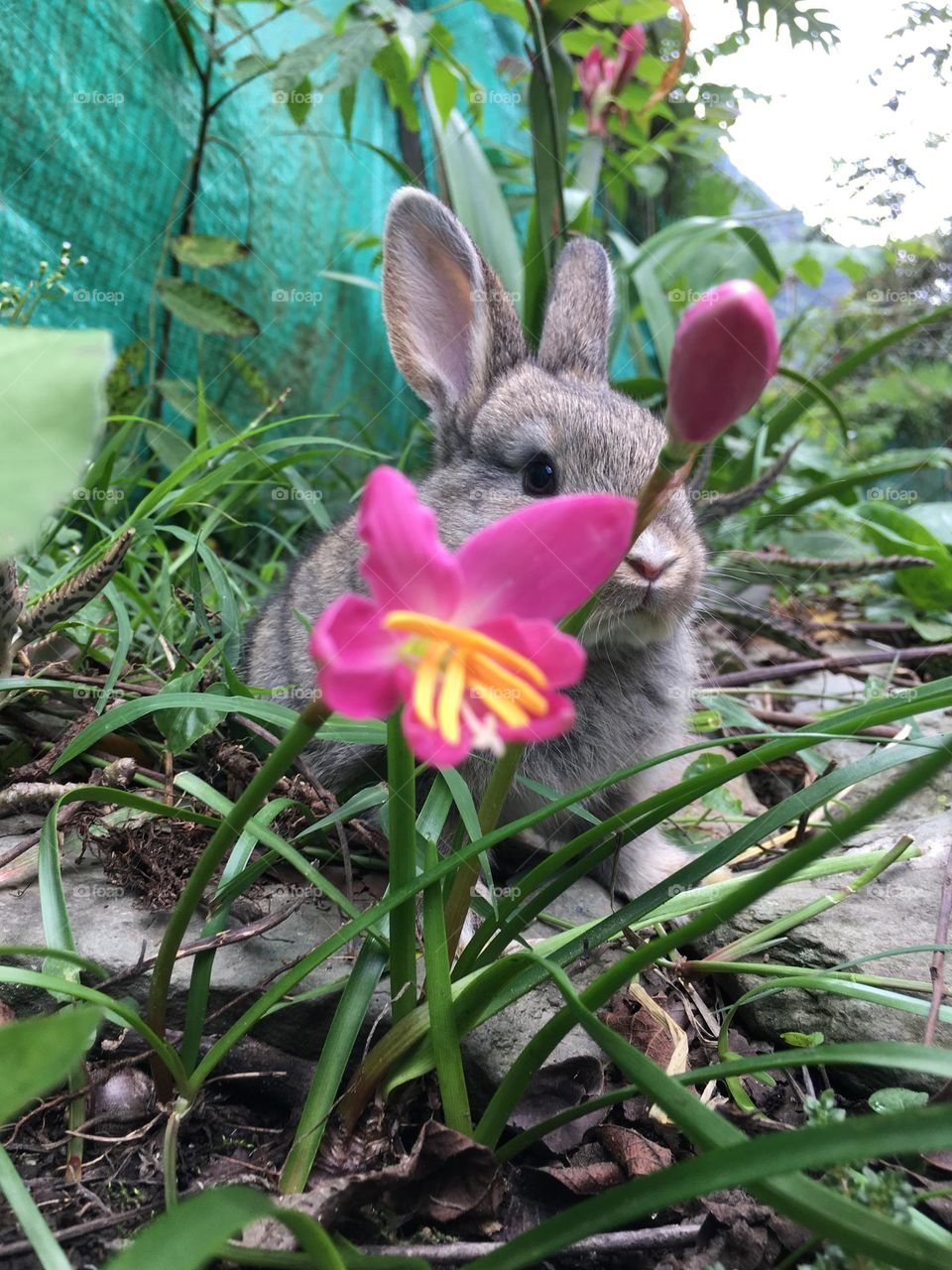 Spring. Flower and rabbit