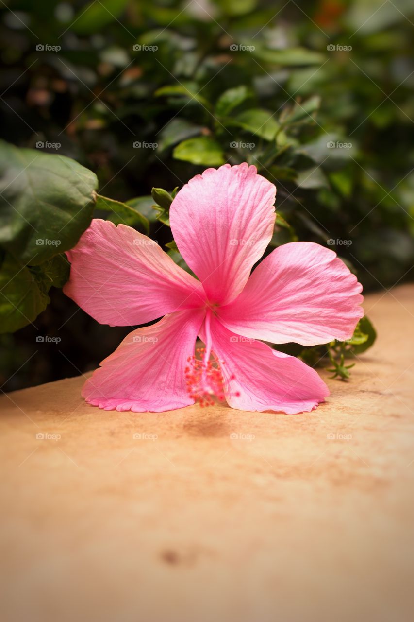 Hibiscus Rosasinensis