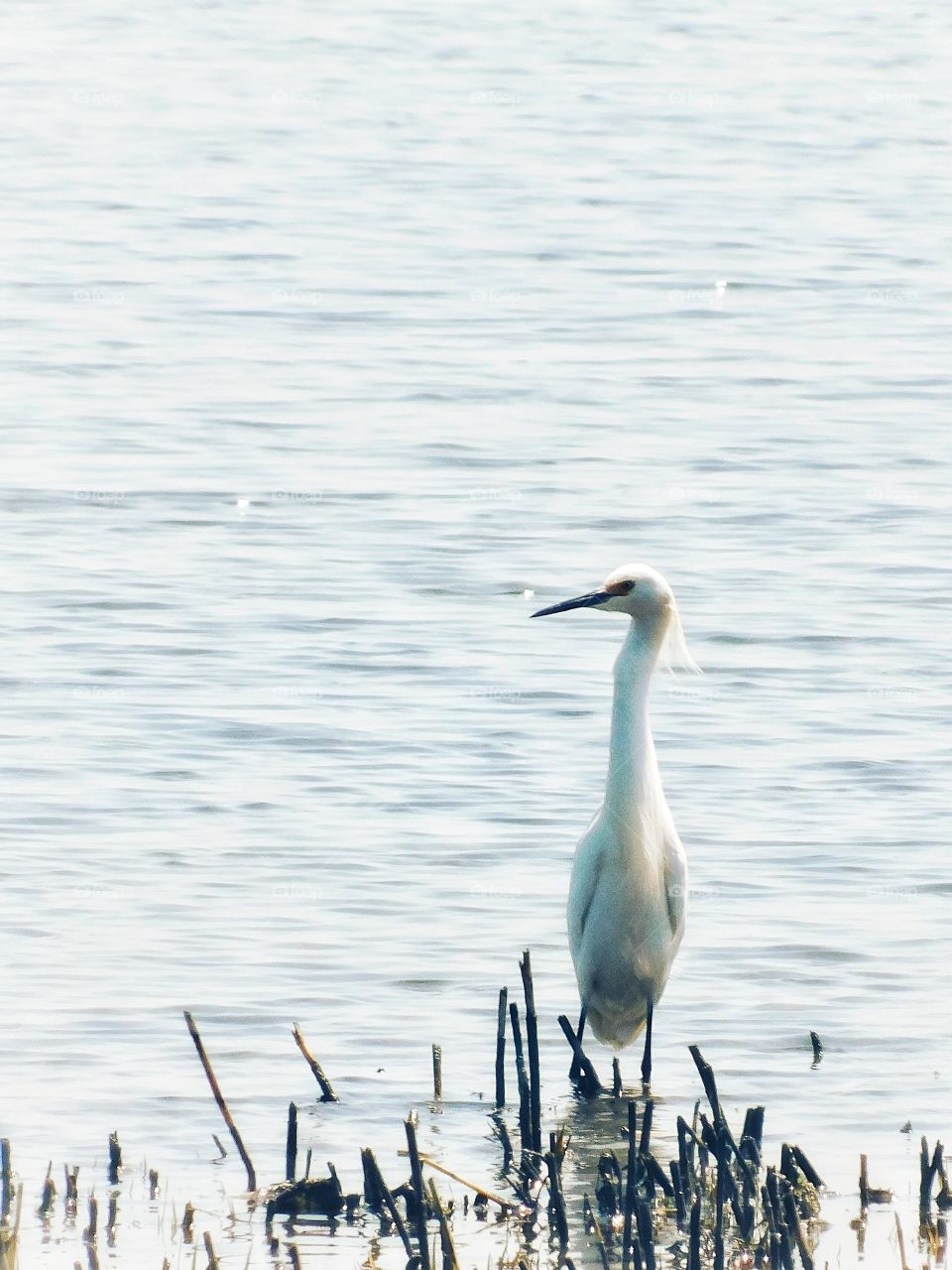 Heron