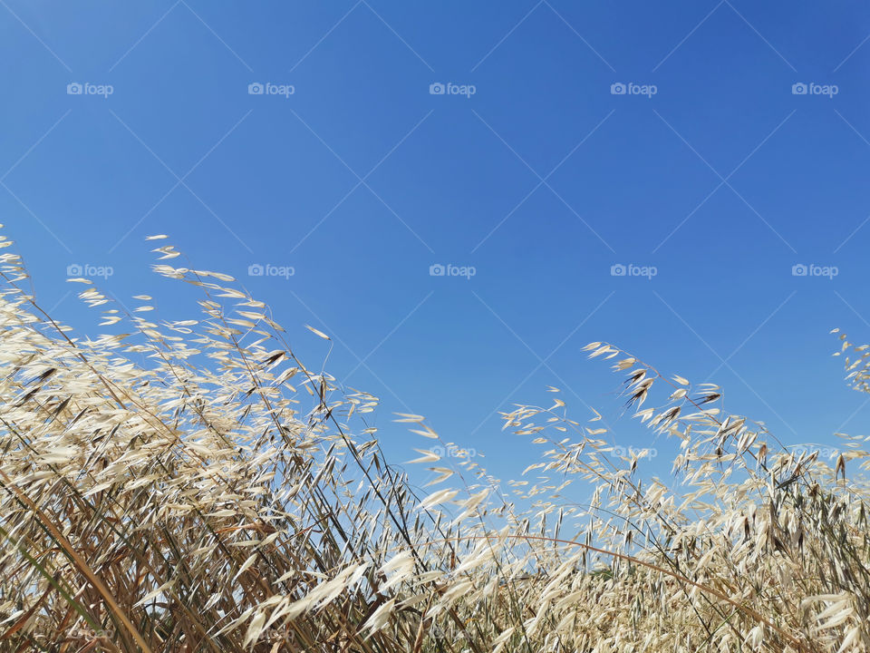 Field of oat with sunlight against blue sky.