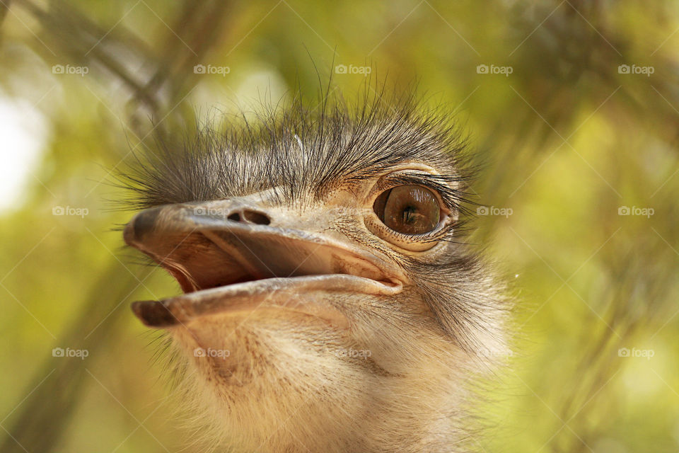 Emu, a non flight bird
