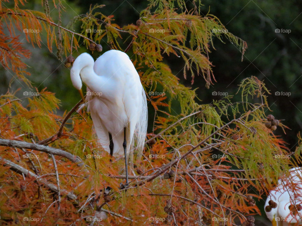 Great egret