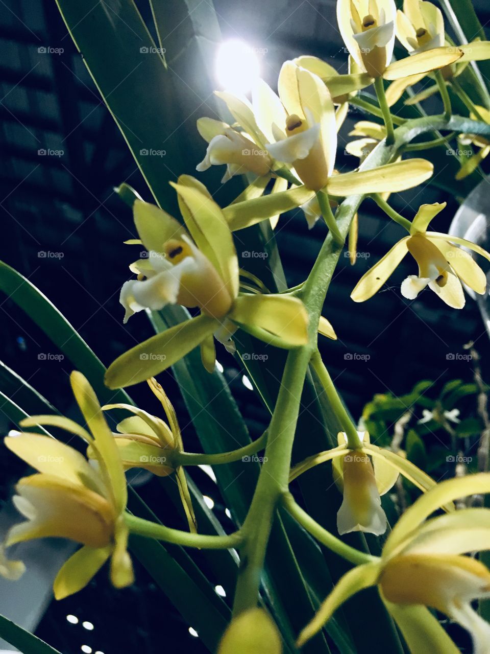 Orchids at the Orange County Convention Center Home show